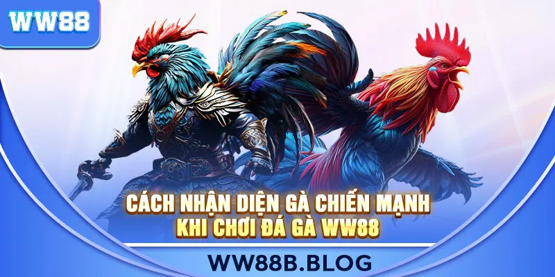Cách nhận diện gà chiến mạnh khi chơi Đá Gà WW88