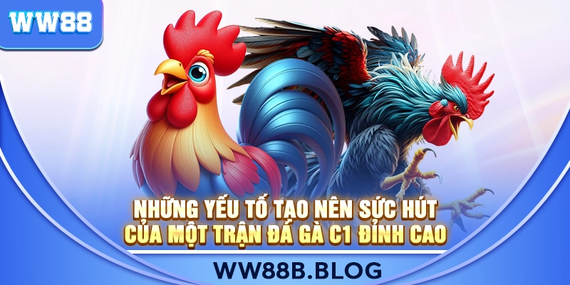 Những Yếu Tố Tạo Nên Sức Hút Của Một Trận Đá Gà C1 Đỉnh Cao